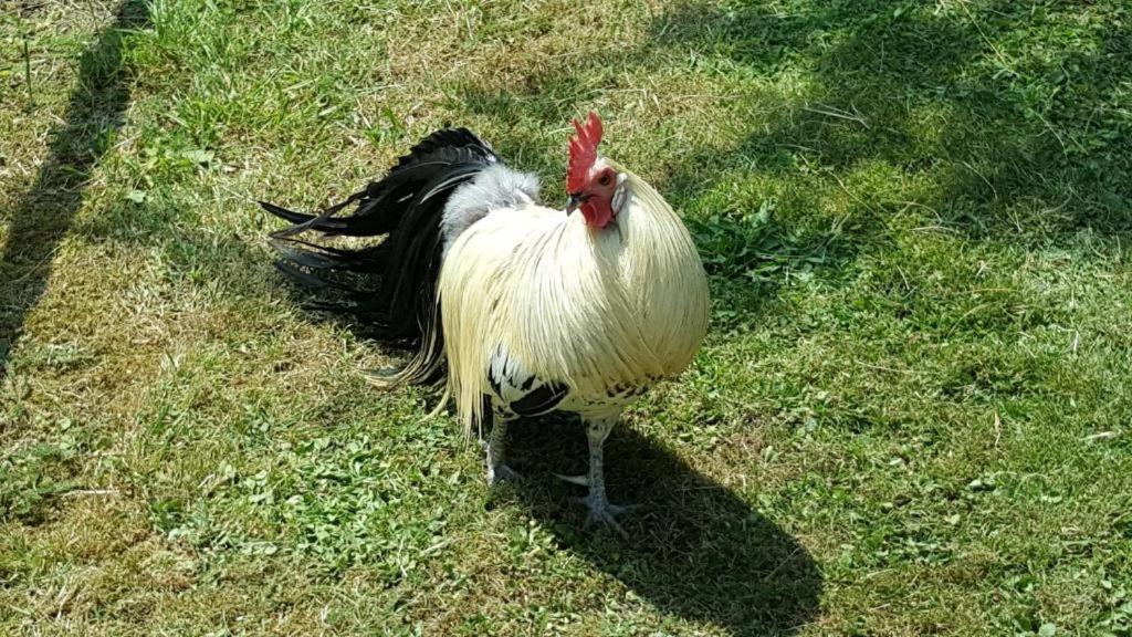 Hébergements Insolites dans tonneaux - Gite Le Coup de Foudre Vimoutiers Exterior foto