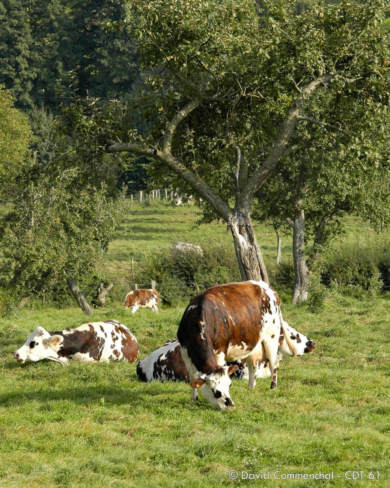 Hébergements Insolites dans tonneaux - Gite Le Coup de Foudre Vimoutiers Exterior foto